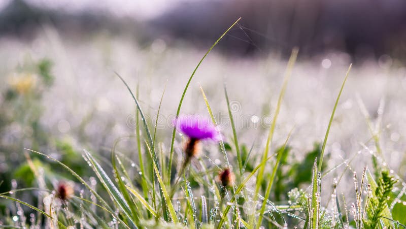 Gold winter sun on late autumn grass and flower with dew stock photo Gold winter sun on late autumn grass and flower with dew stock photo