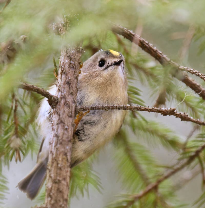 Goldcrest Regulus regulus closeup i skogen i snöfall som söker mat arkivbilder