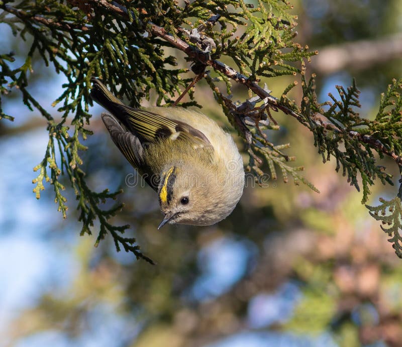 Goldcrest Regulus regulus. En vacker liten fågel sitter på grenen av en tuja-träd royaltyfri fotografi