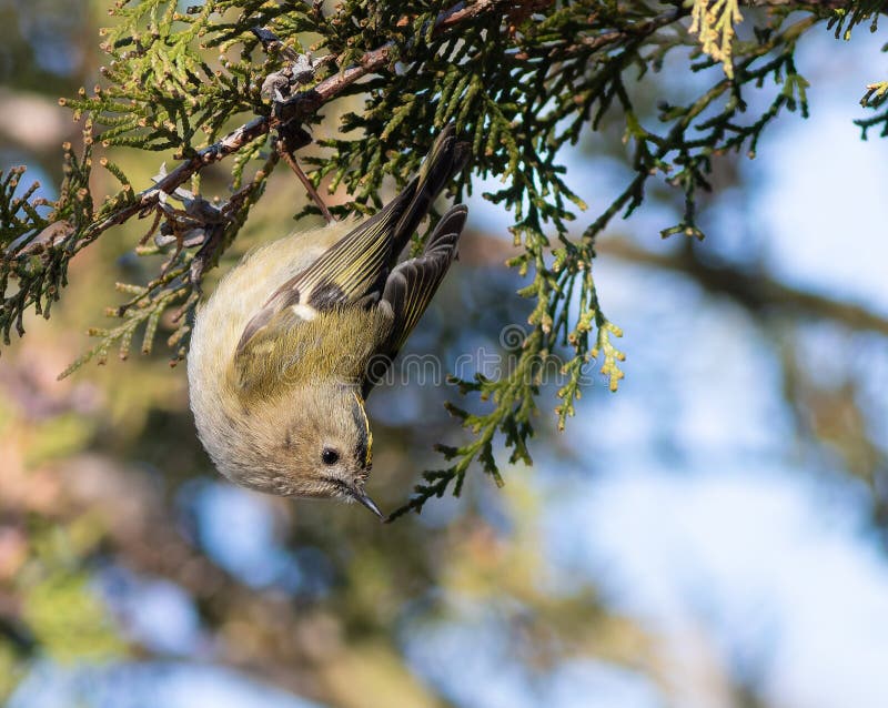 Goldcrest Regulus regulus. En vacker liten fågel sitter på grenen av en tuja-träd arkivfoto