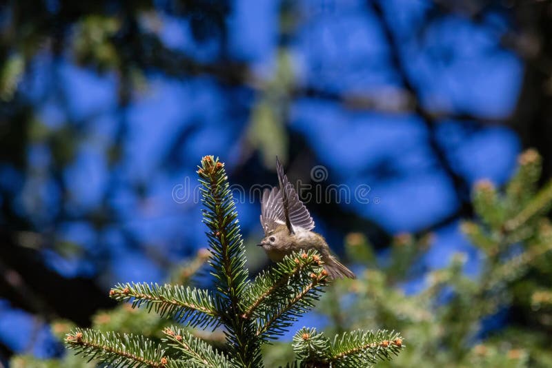 Goldcrest Regulus regulus. Fågelflugor royaltyfri bild