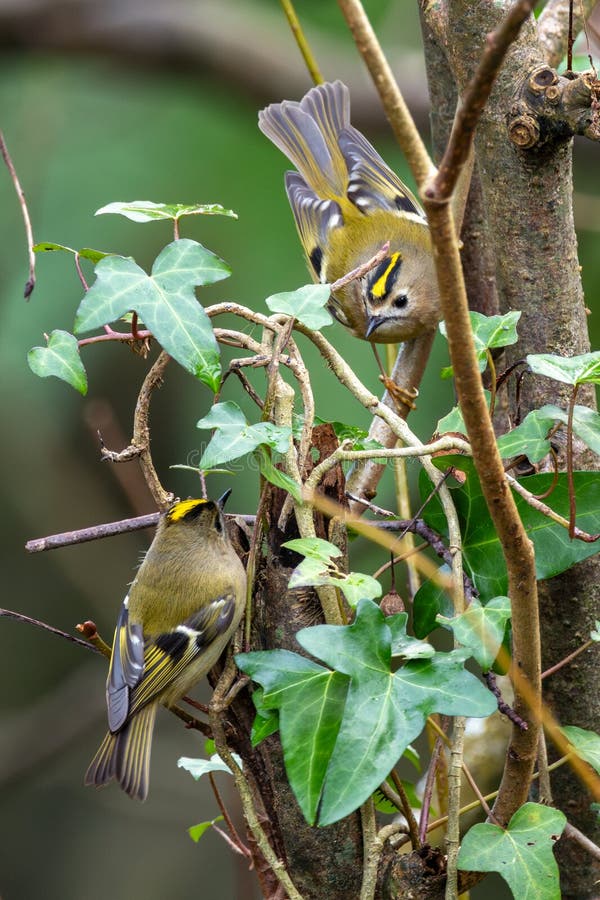 Goldcrest regulus regulus in glen flodparkcork som ofta förekommer i skogar och barrskogar royaltyfria foton
