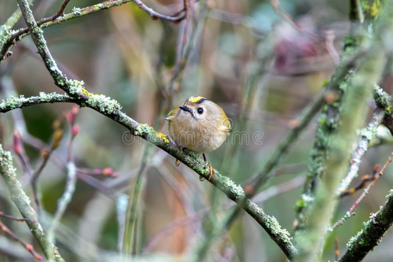 Goldcrest regulus regulus in glen flodparkcork som ofta förekommer i skogar och barrskogar arkivfoto