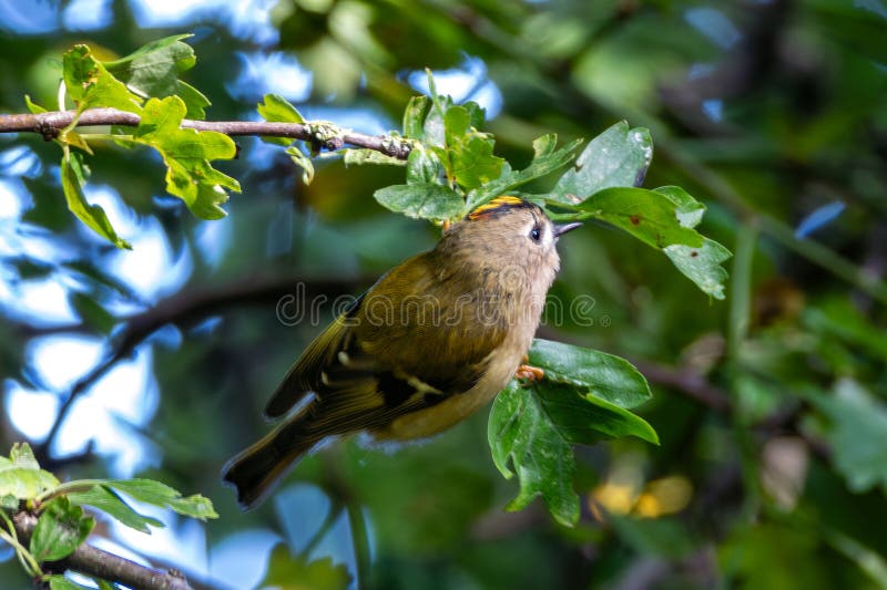Goldcrest regulus regulus in glen flodparkcork som ofta förekommer i skogar och barrskogar royaltyfri bild