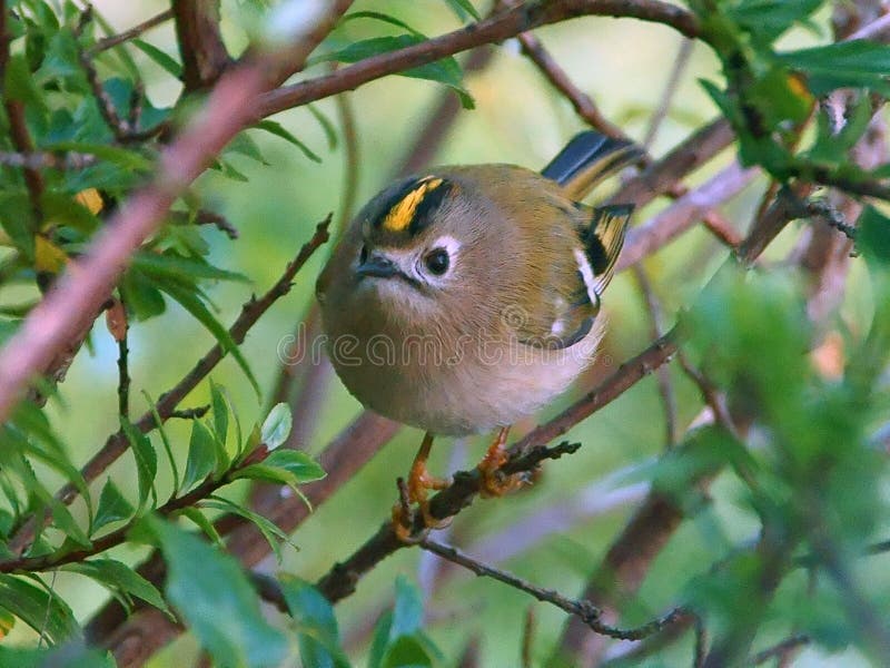 Goldcrest Regulus regulus royaltyfria bilder