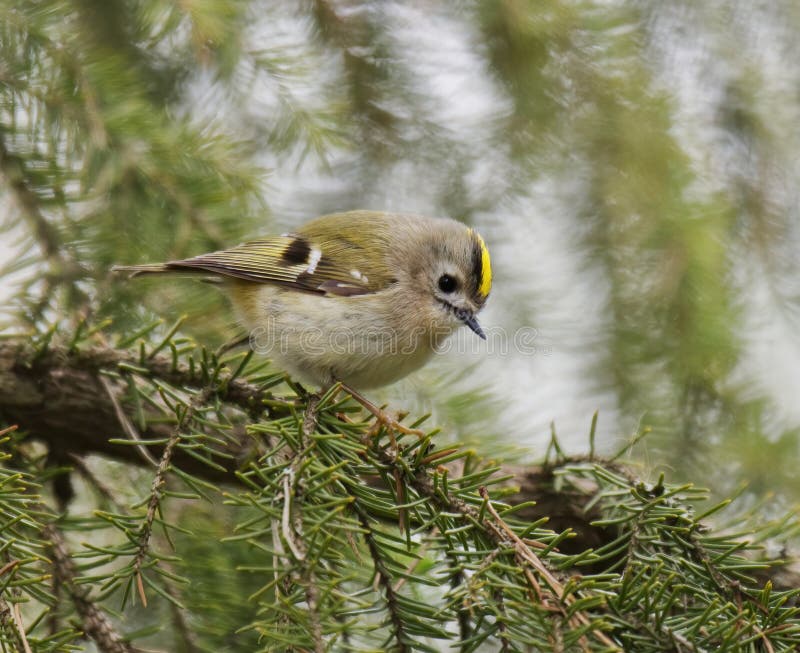 Goldcrest Regulus regulus i skogen som söker mat fotografering för bildbyråer