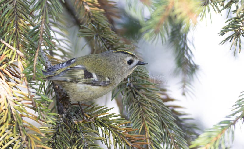 Pițigoiul-de-munte, Regulus regulus. O pasăre mică stă pe o ramură de brad. stock image