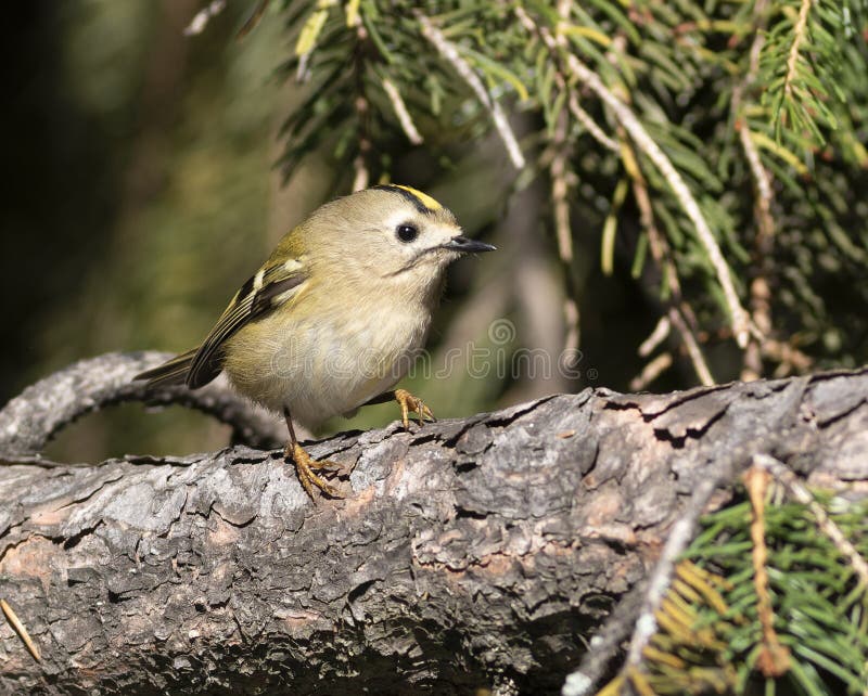 Goldcrest, regulus regulus. O pasăre stă pe o ramură de brad. royalty free stock photo