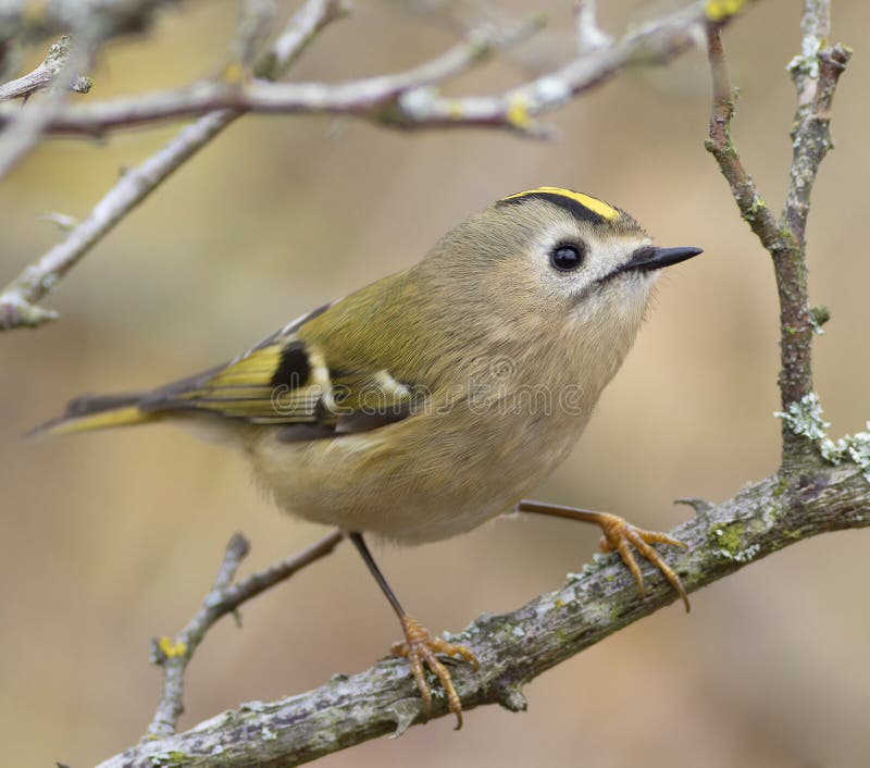 Goldcrest, regulus regulus. Pasăre pe o ramură de copac, prim-plan royalty free stock images