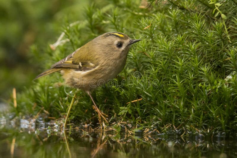 188 Smallest Tit Stock Photos - Free & Royalty-Free Stock Photos