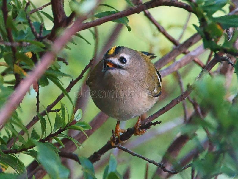 Goldcrest Regulus regulus - Showing tongue royaltyfria foton