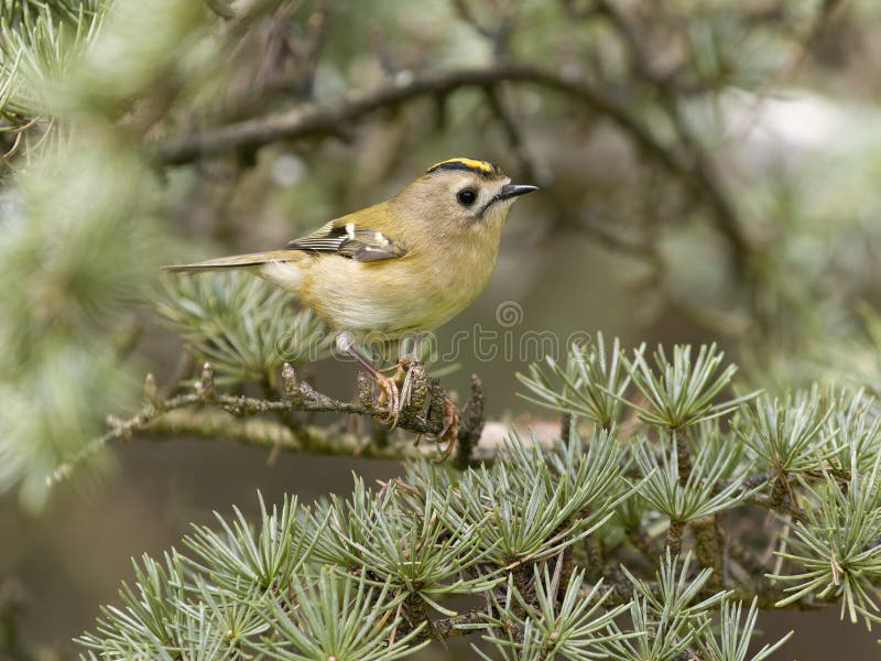 Goldcrest Regulus regulus royaltyfria foton