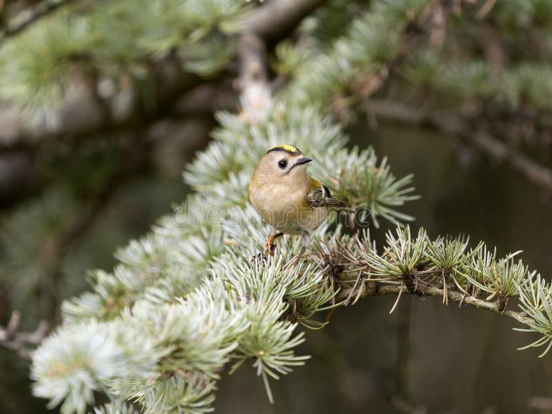 Goldcrest Regulus regulus arkivbild