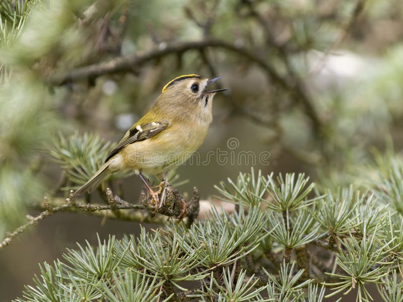 Goldcrest Regulus regulus royaltyfri fotografi