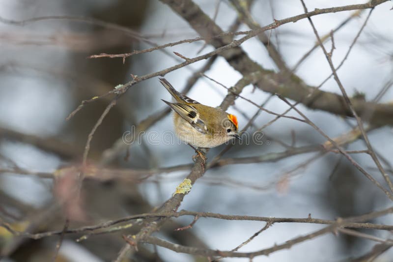 Goldcrest Regulus som sitter på en förgrening på vintern i blandskog royaltyfri fotografi
