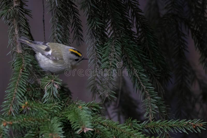 Goldcrest Regulus regulus. Vilda fåglar i en naturlig livsmiljö arkivbild