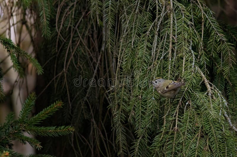 Goldcrest Regulus regulus. Vilda fåglar i en naturlig livsmiljö fotografering för bildbyråer