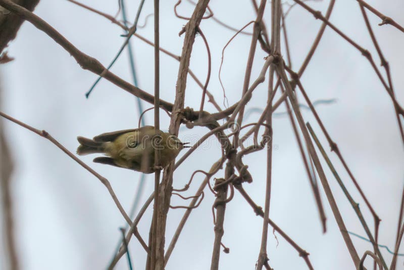 Goldcrest Regulus κλάδων regulus στο μικρότερο ευρωπαϊκό πουλί, χαριτωμένο λίγο πουλί στοκ φωτογραφία Goldcrest Regulus κλάδων regulus στο μικρότερο ευρωπαϊκό πουλί, χαριτωμένο λίγο πουλί στοκ φωτογραφία