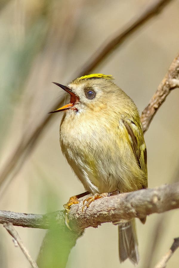Goldcrest RegulusRegulus arkivfoto