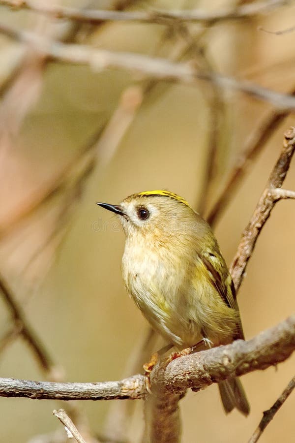 Goldcrest RegulusRegulus royaltyfria foton