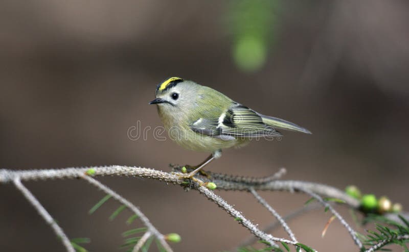 Goldcrest Regulusregulus royaltyfria foton