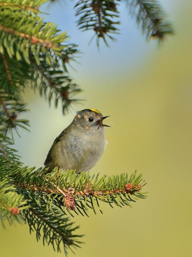 Goldcrest - Regulusregulus arkivfoto