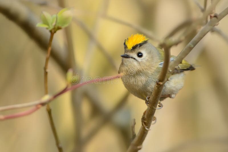 Goldcrest - Regulusregulus fotografering för bildbyråer