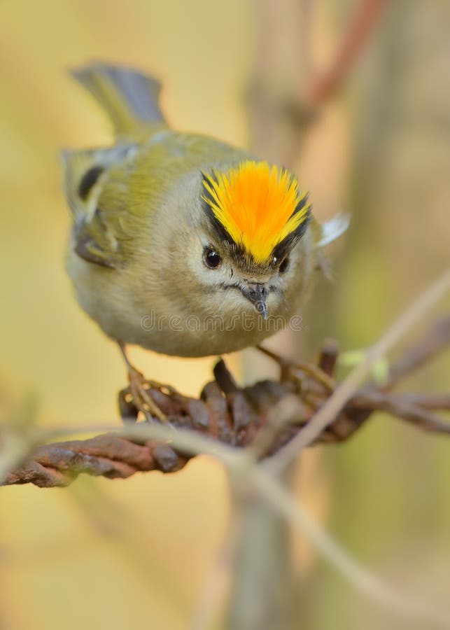 Goldcrest - Regulusregulus royaltyfri fotografi