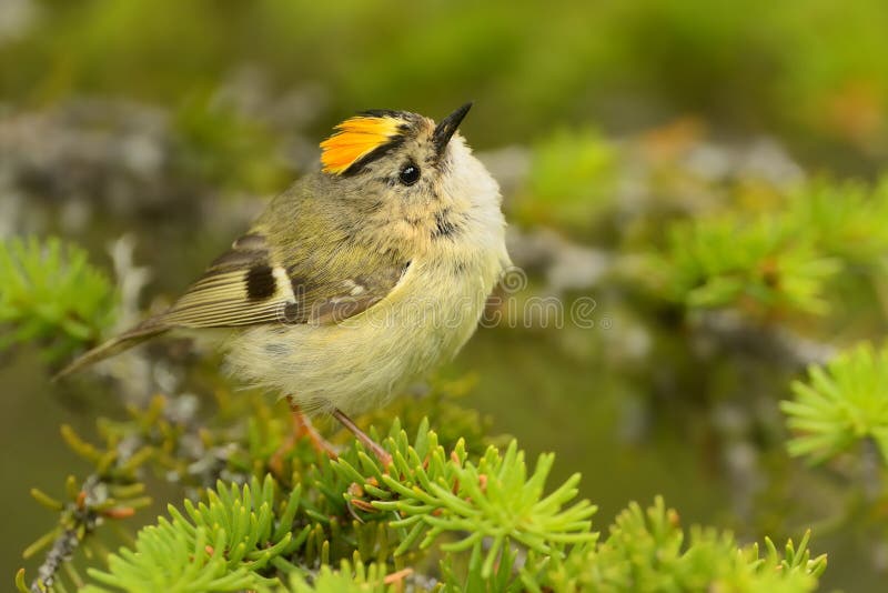 Goldcrest - Regulusregulus royaltyfria bilder
