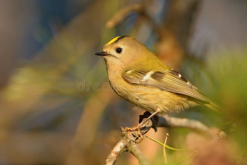 Goldcrest - Regulusregulus royaltyfria bilder