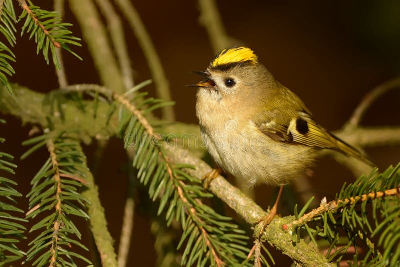 Goldcrest - Regulusregulus royaltyfri foto