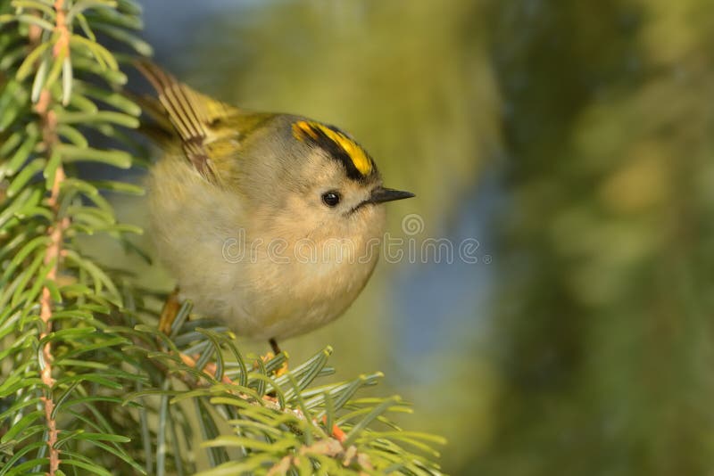 Goldcrest - Regulusregulus royaltyfria bilder