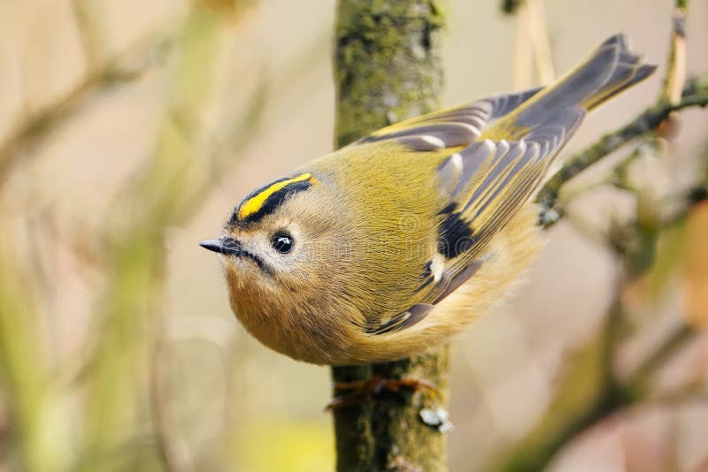 Goldcrest - Regulusregulus arkivbilder