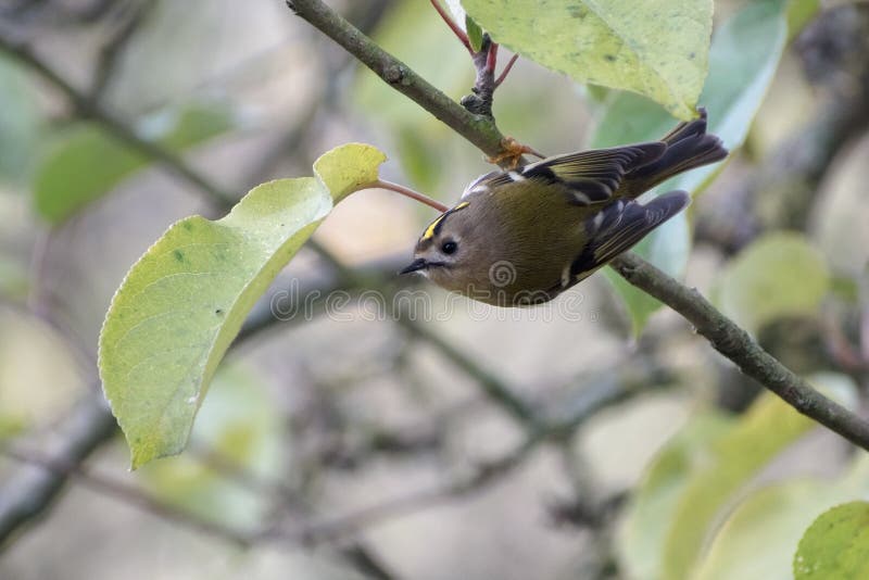Goldcrest Regulusregulus en mycket liten passerine fågel i searc royaltyfri fotografi