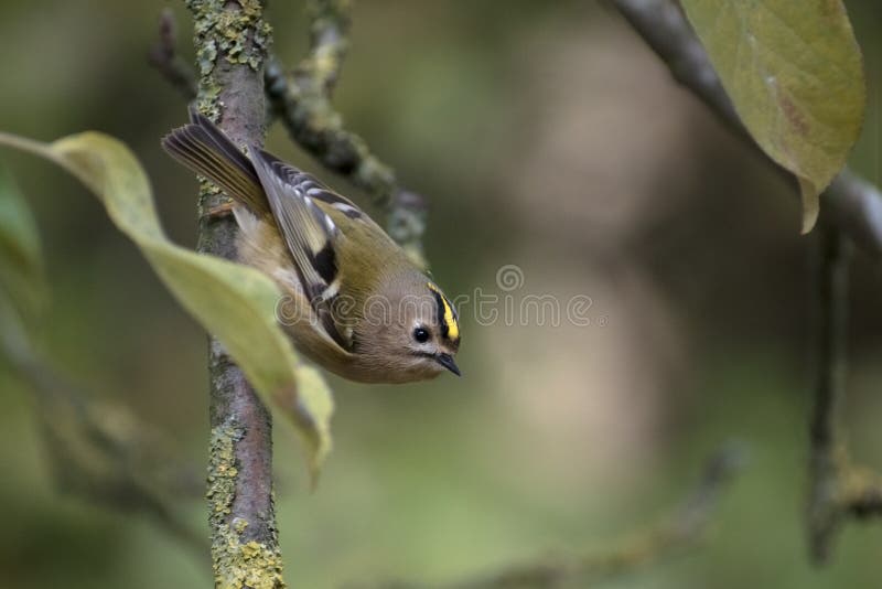 Goldcrest Regulusregulus en mycket liten passerine fågelsearchin arkivfoto