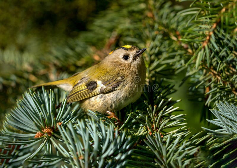 Goldcrest - Regulusregulus som sitter på filialen i natur royaltyfri fotografi
