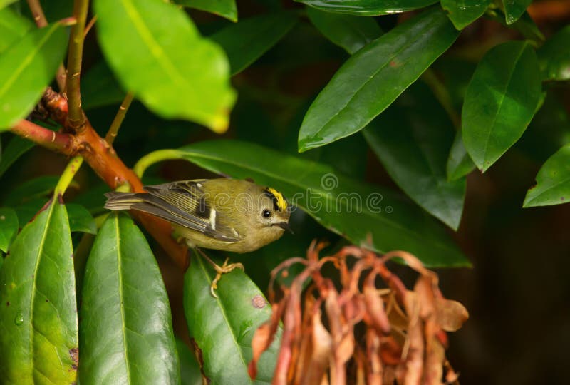 Goldcrest Regulusregulus som sätta sig på en filial arkivfoto