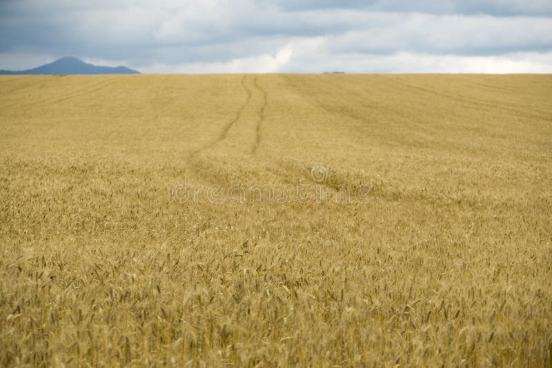 Zlatá pole as plodinami během zatažené oblohy. Slovensko