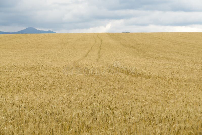 Zlaté polia a plodiny počas zamračenej oblohy. Slovensko