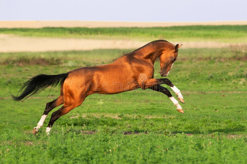 Golden akhal-teke horse runs gallop stock photography Golden akhal-teke horse runs gallop stock photography