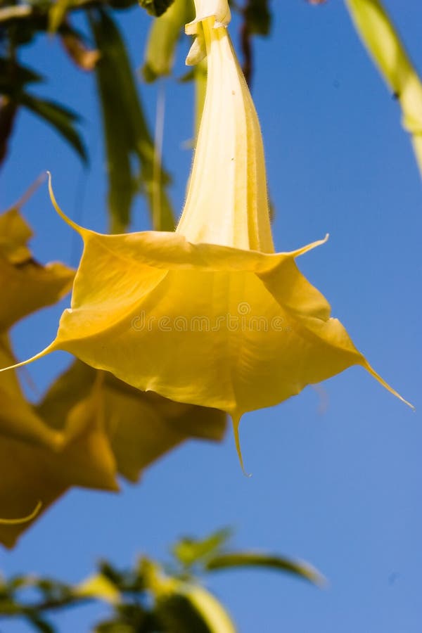 Golden angels' trumpet royalty free stock photo