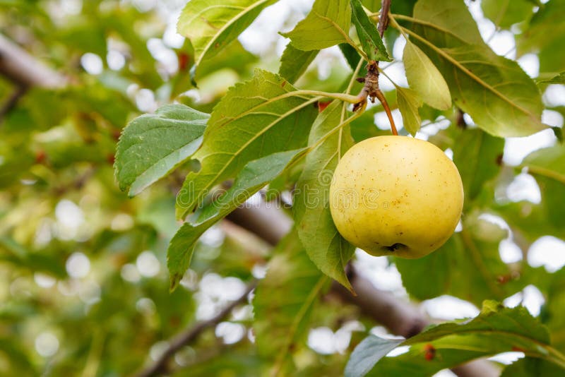 Golden Delicious Apple Tree Stock Photo Image of delicious, fruit