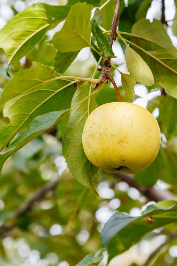 Golden apple on tree stock photo. Image of organic, fruit 62810904