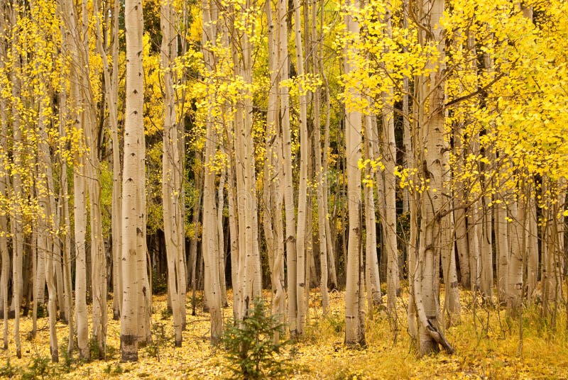 Golden Aspen in Fall