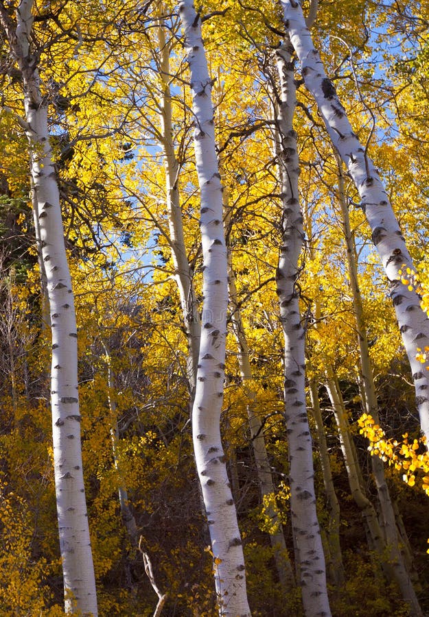 Red Aspen Leaves stock photo. Image of outside, turning 27523528
