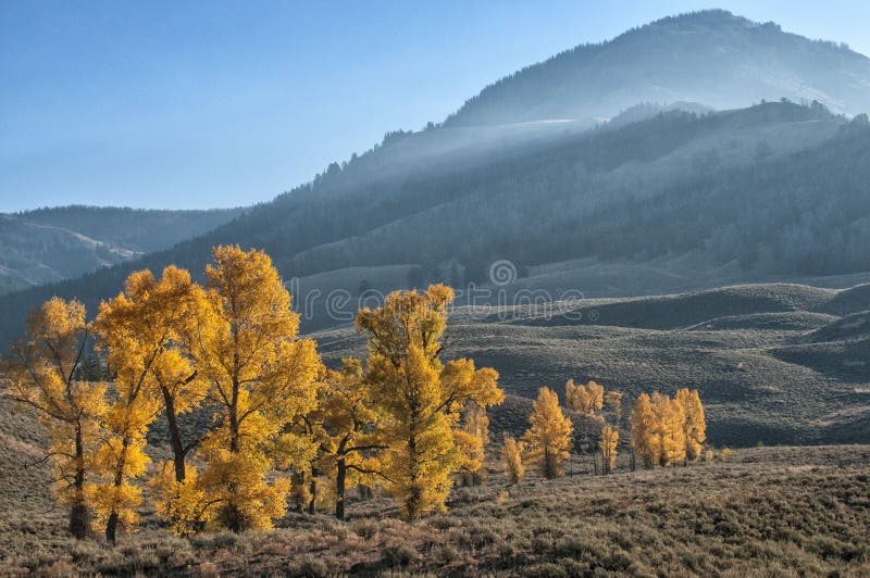 Golden Aspens in Lamar Valley stock photos