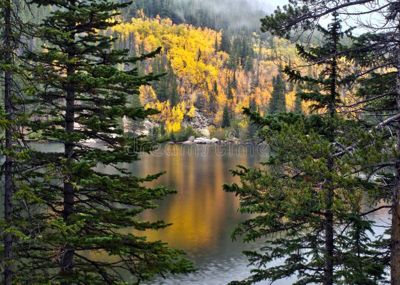 Golden aspens in Rocky Mountain National Park