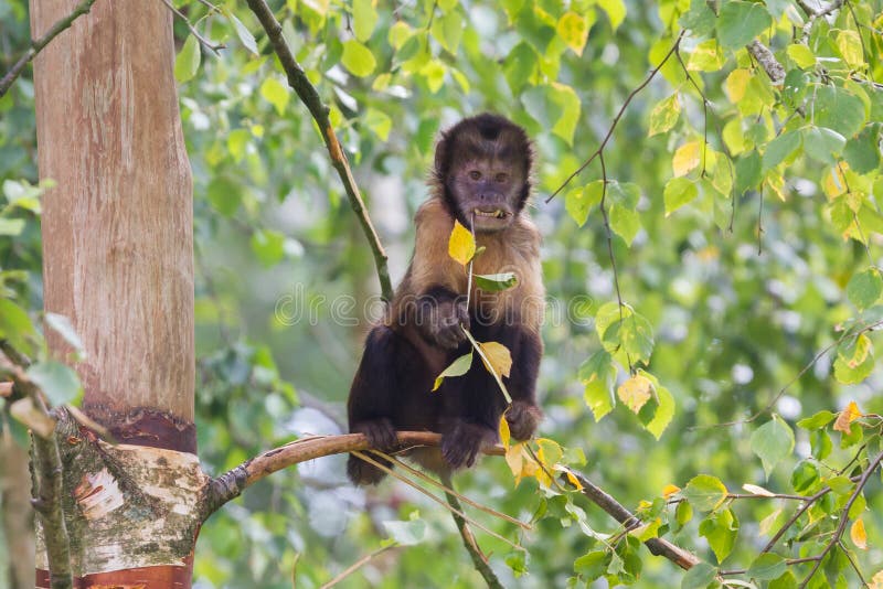 Golden-aufgeblähte Capuchin Cebus-xanthosternos stockfoto Golden-aufgeblähte Capuchin Cebus-xanthosternos stockfoto