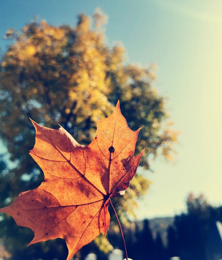 Golden autumn age stock photo. Image of leaf, autumn - 272449530