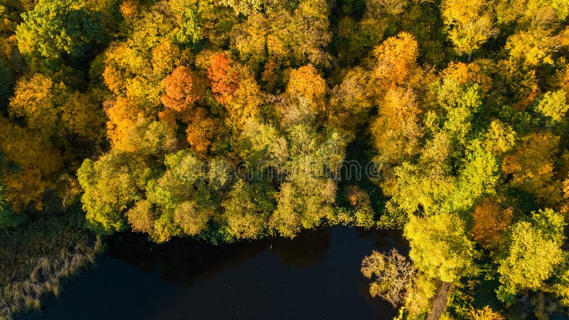 Golden autumn background, aerial view of forest with yellow trees and beautiful lake landscape from above, Kiev, Goloseevo forest